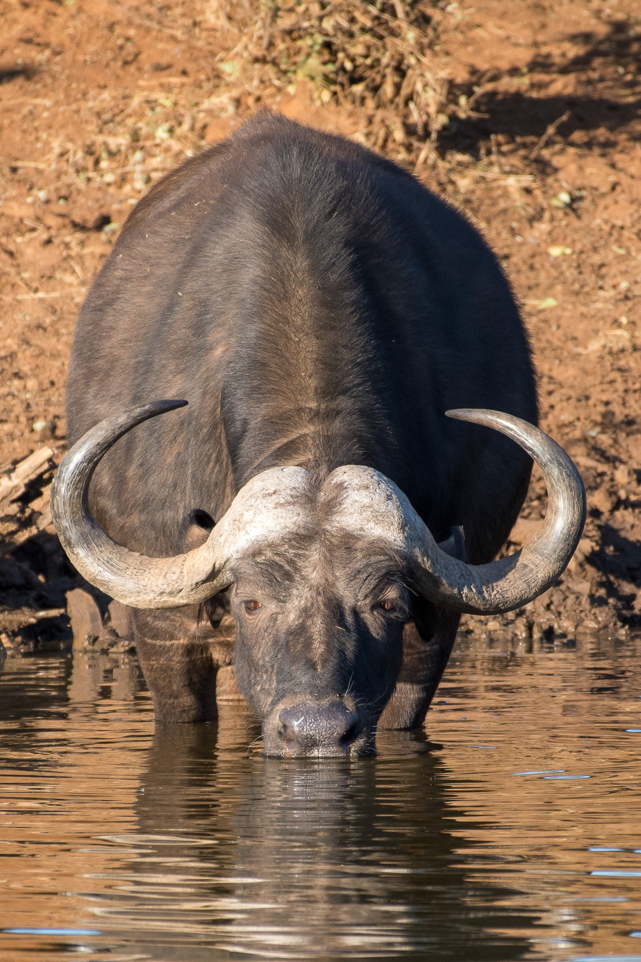 Buffalo at Mokala National Park, SA