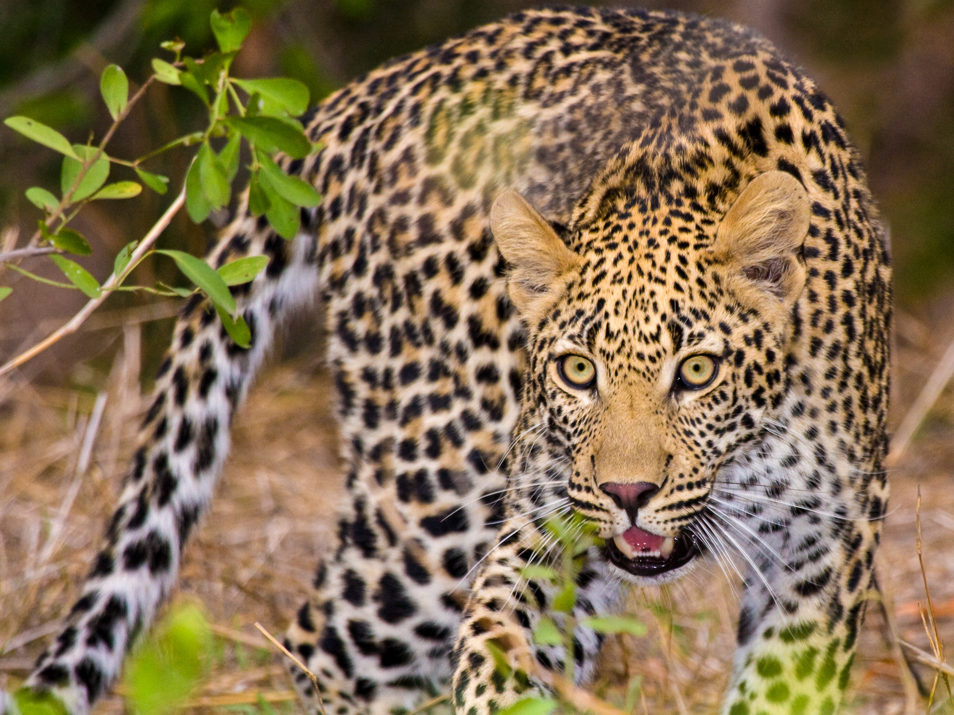 Leopard at Sabi-Sabi Game Reserve, SA