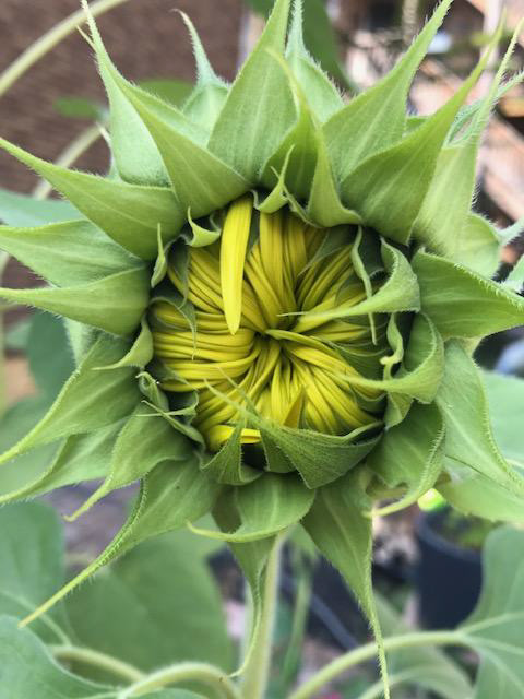 Love Mammoth Sunflowers
