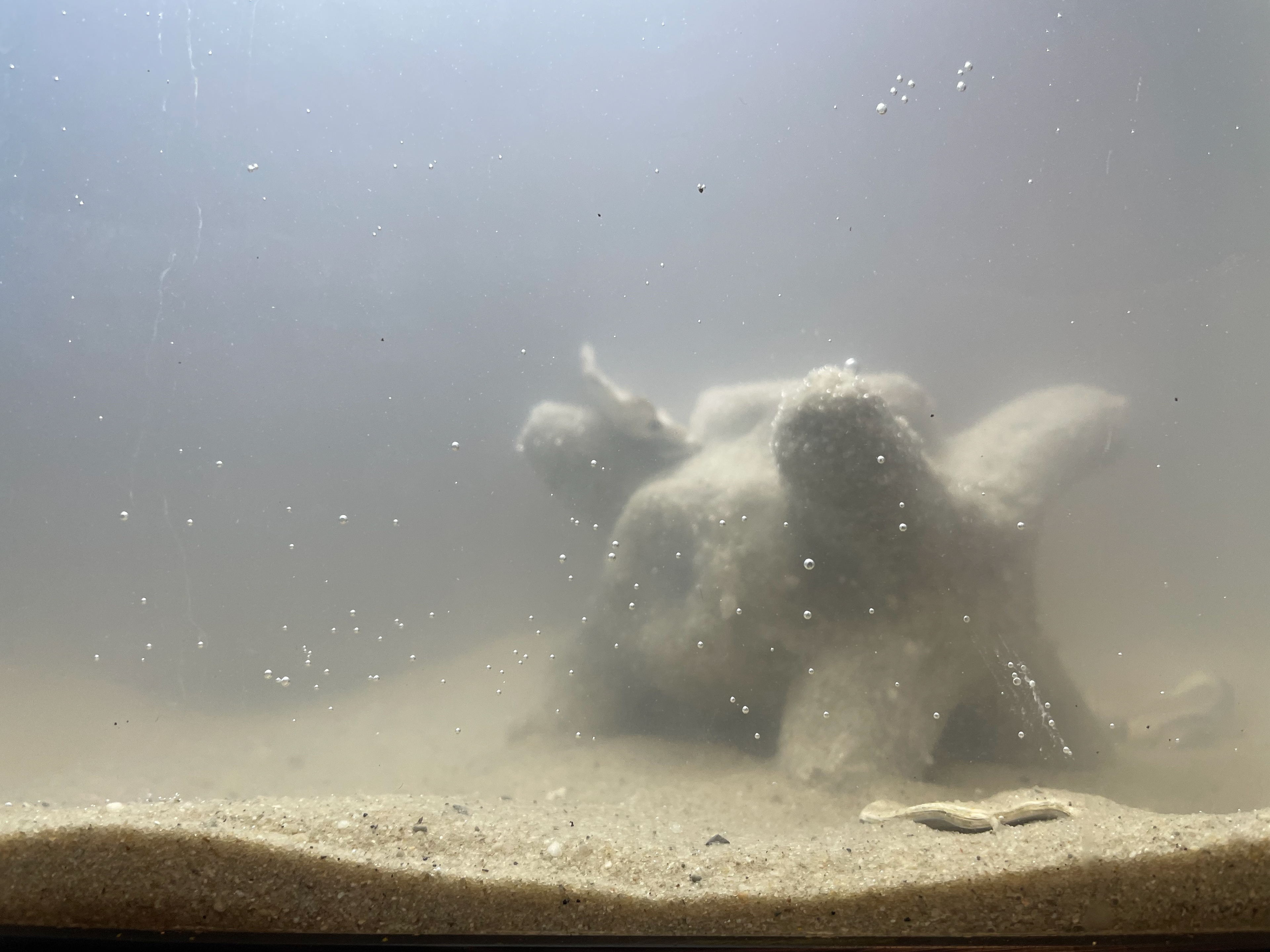 Underwater test of prototype
