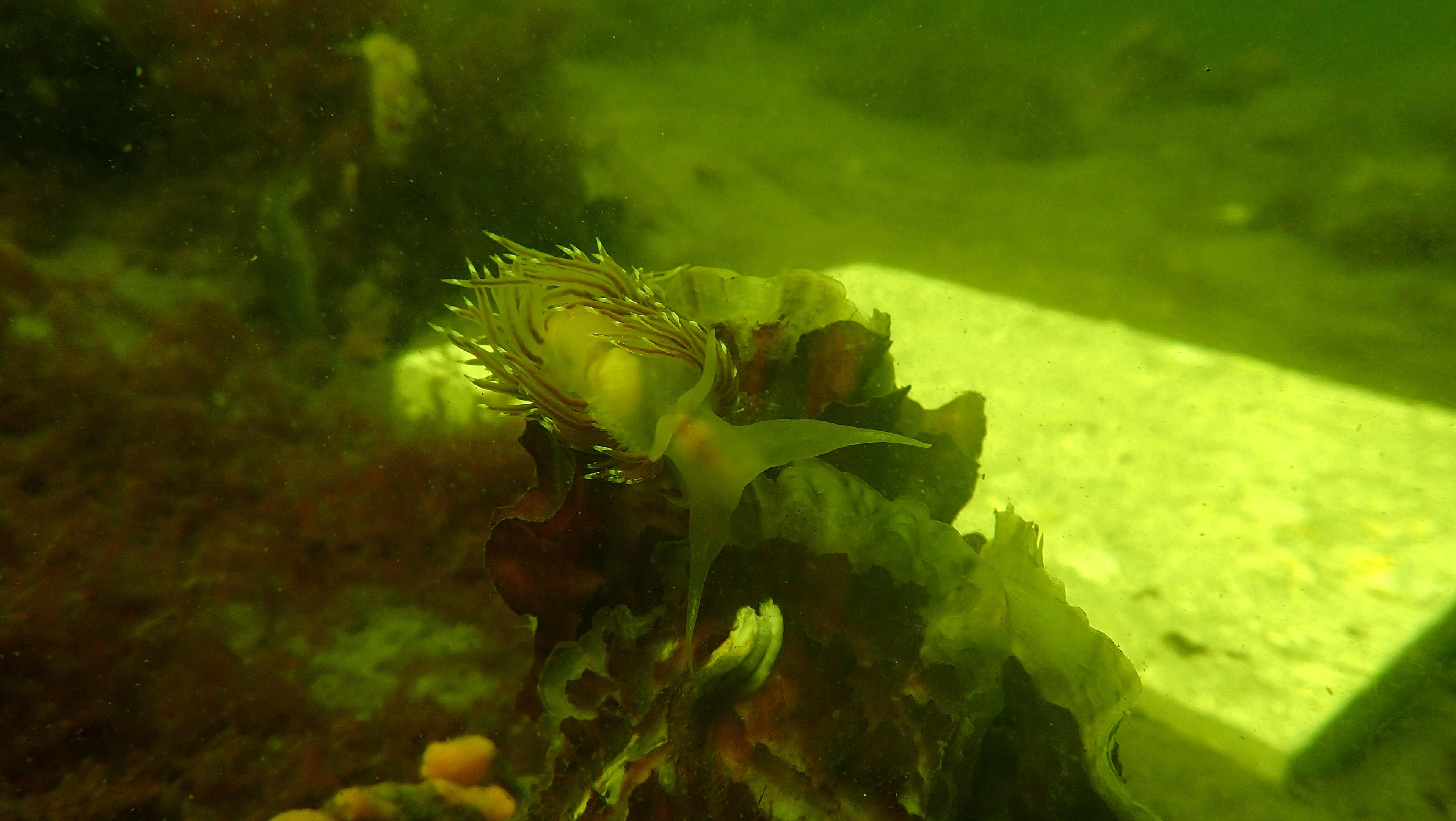 Picture of the material sample underwater (Oosterschelde) 