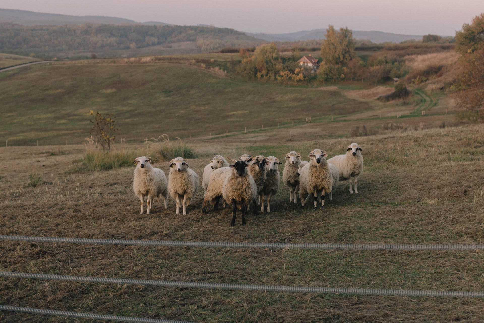 Borókásvölgy vendégház - Szomszédok 