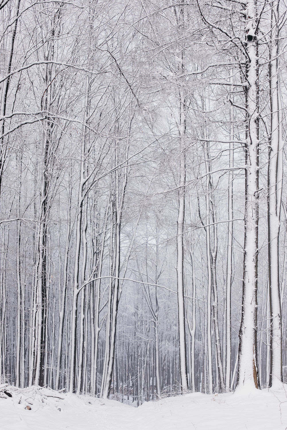 Borókásvölgy vendégház - tél 