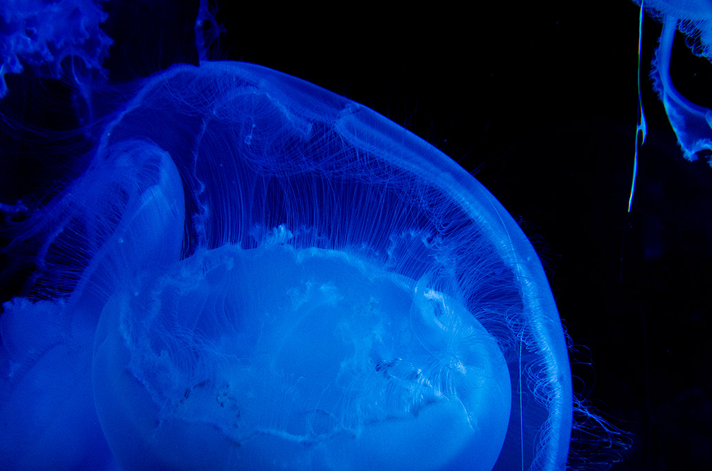 Seattle Aquarium, Ryan Hawk Photographer