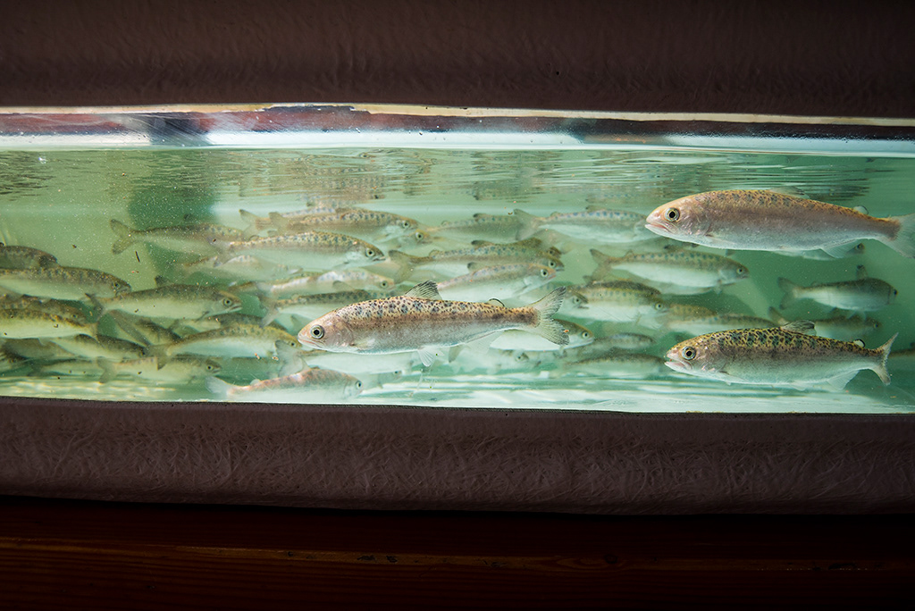 salmon fingerlings, Seattle Aquarium, Ryan Hawk Photographer
