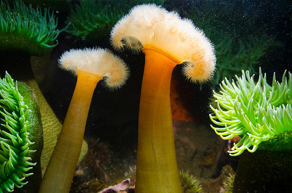 Seattle Aquarium, Ryan Hawk Photographer