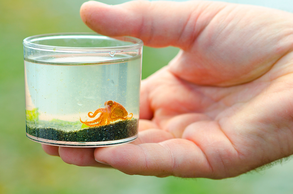 baby octopus, Seattle Aquarium, Ryan Hawk Photographer