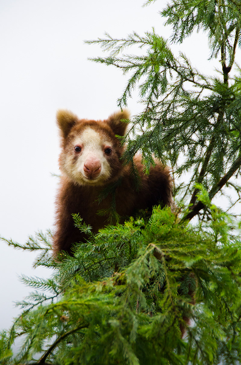 Tree Kangaroo, Papua New Guinea, Huon Peninsula, YUS area, Ryan Hawk Photographer