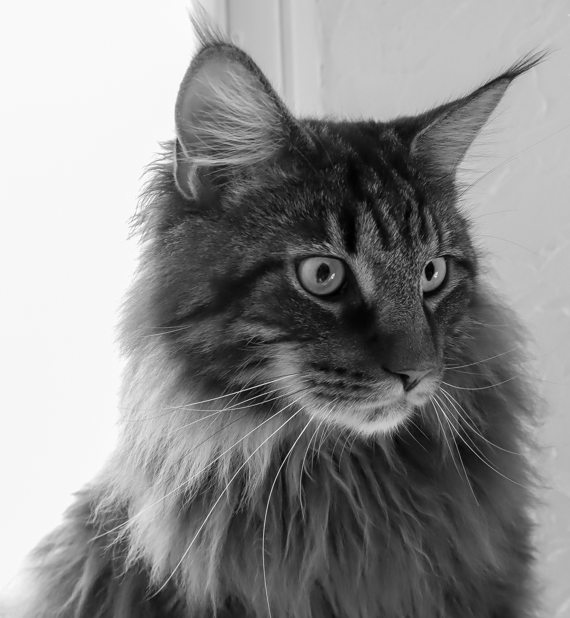 Main-Coon