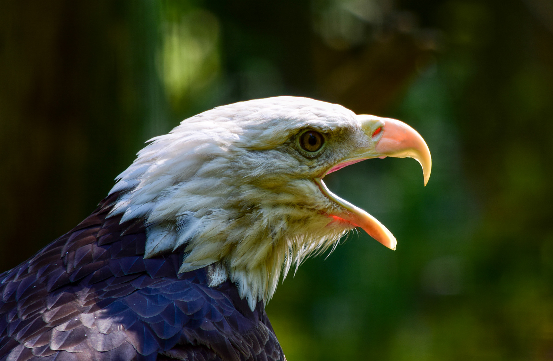 Aigle américain - Québec en 2017