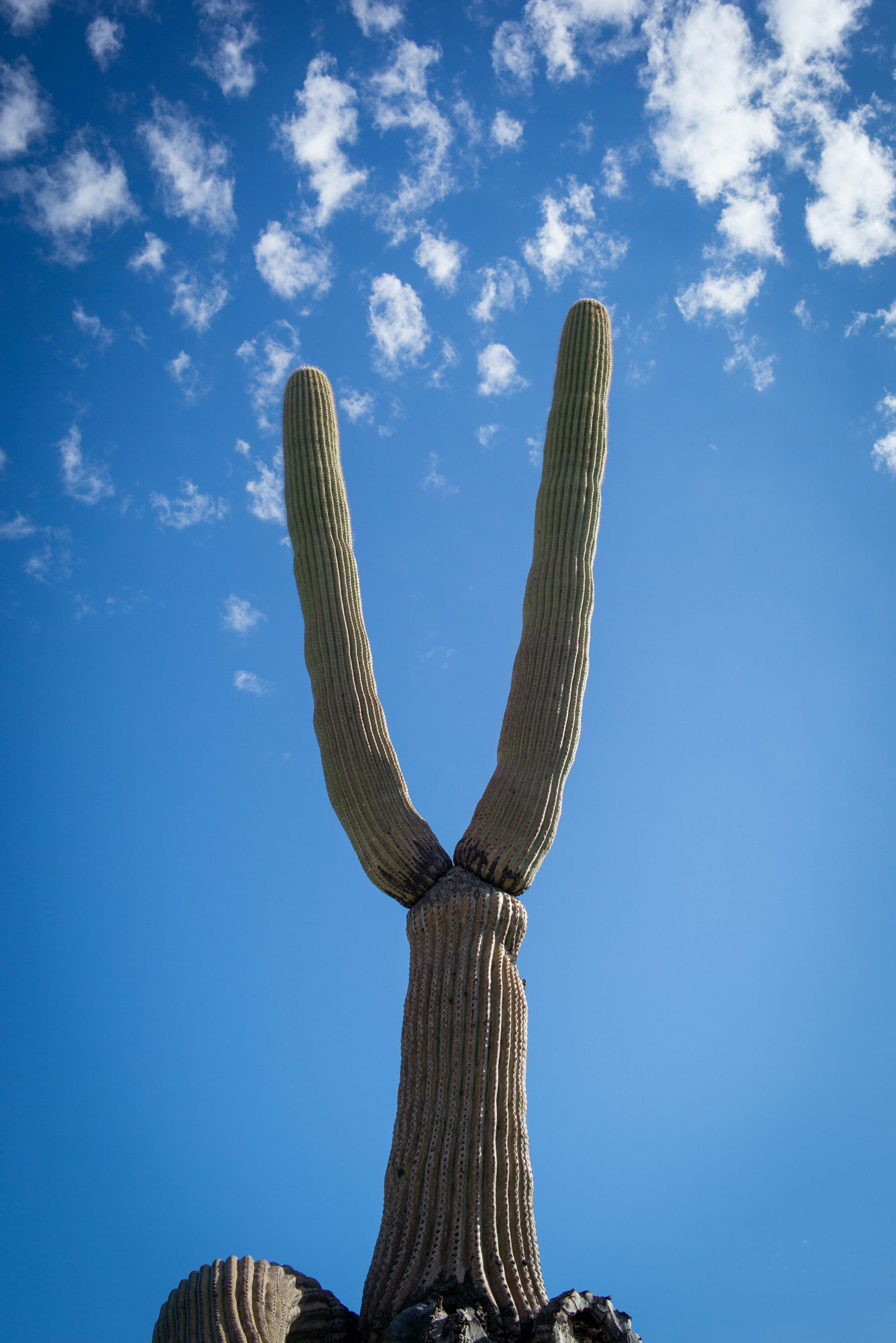 Saguaro National Park