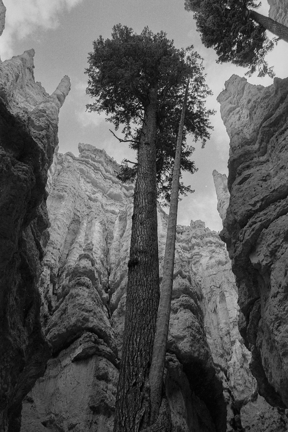 Bryce Canyon N.P.
