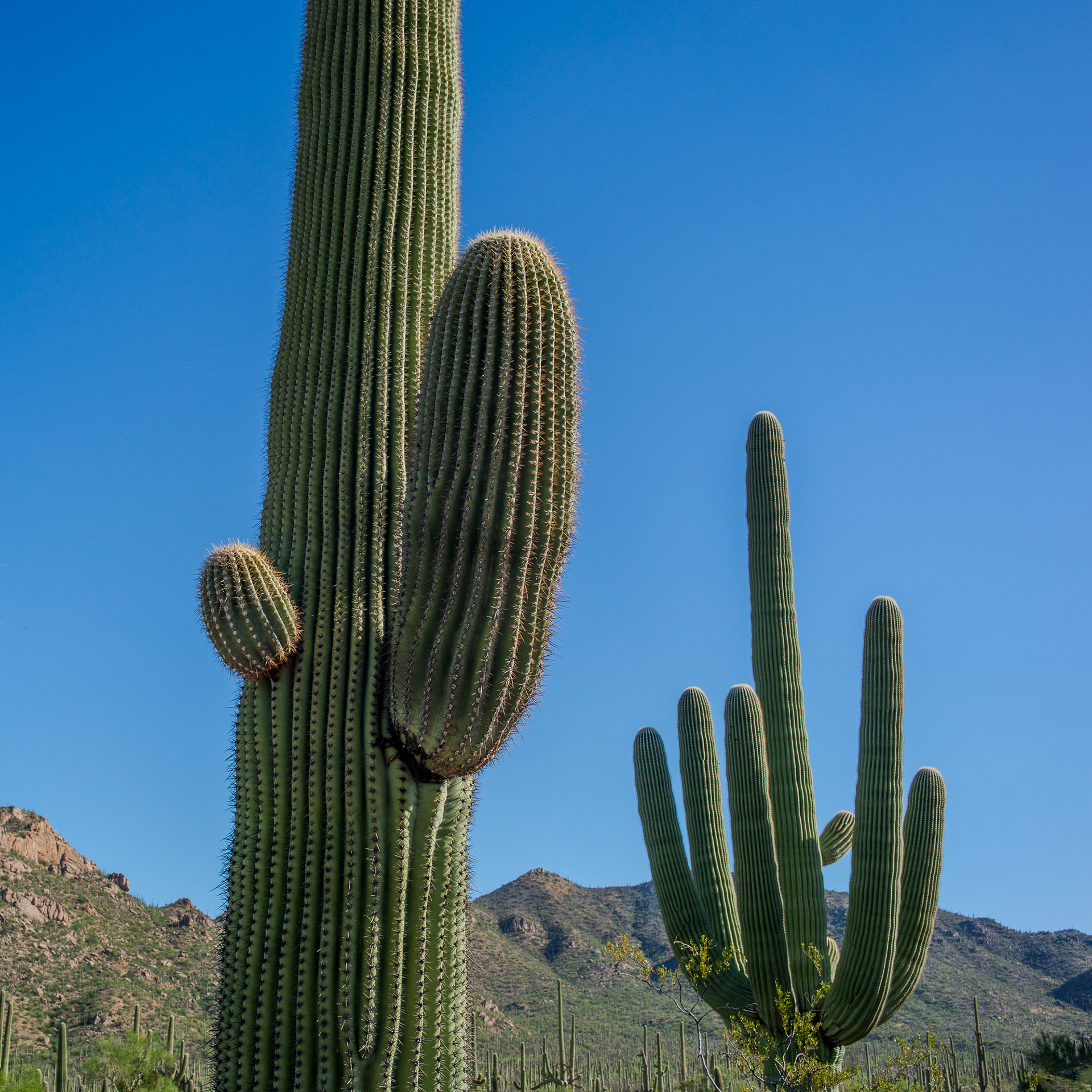 Saguaro National Park