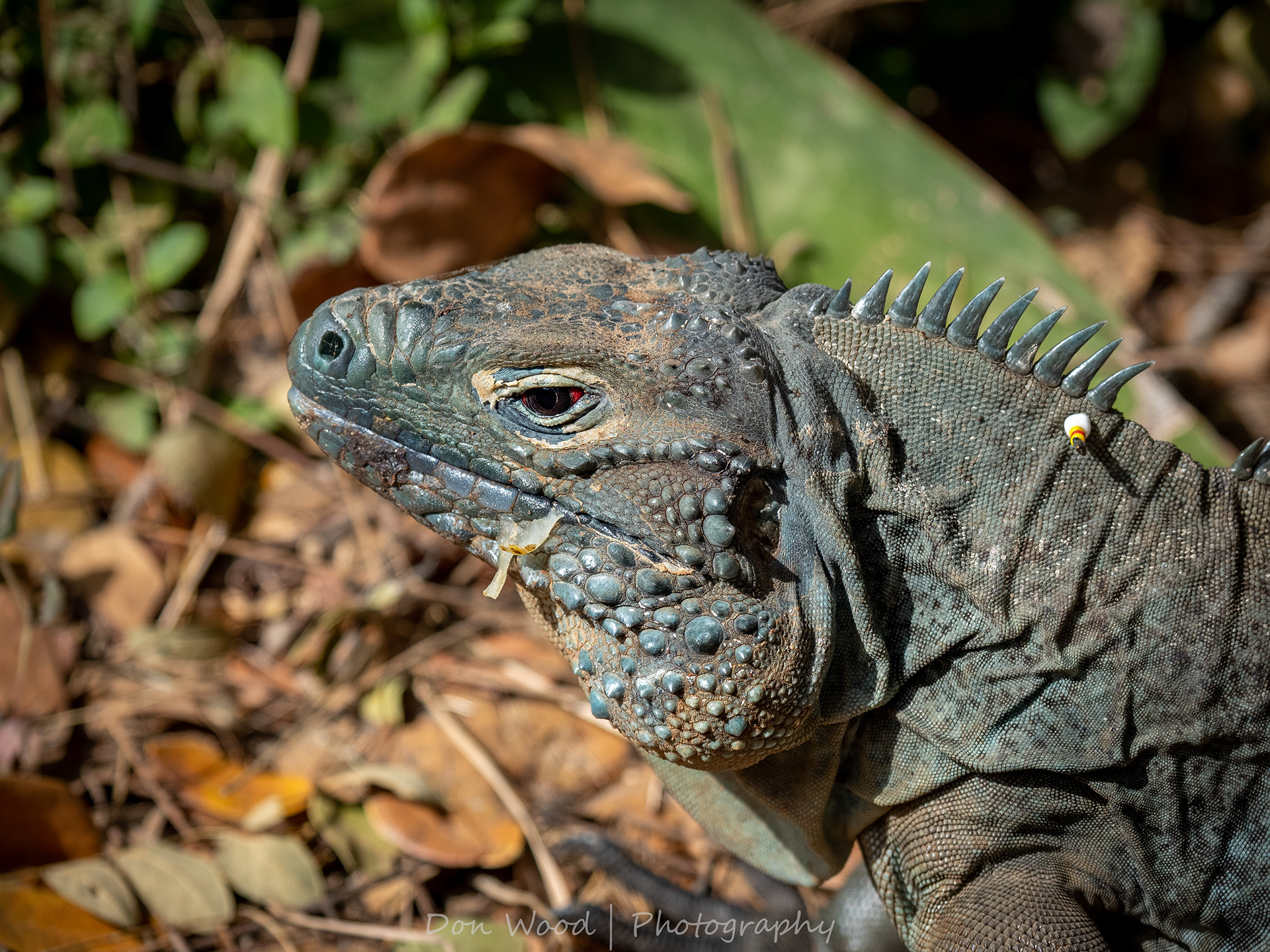 national animal of central america