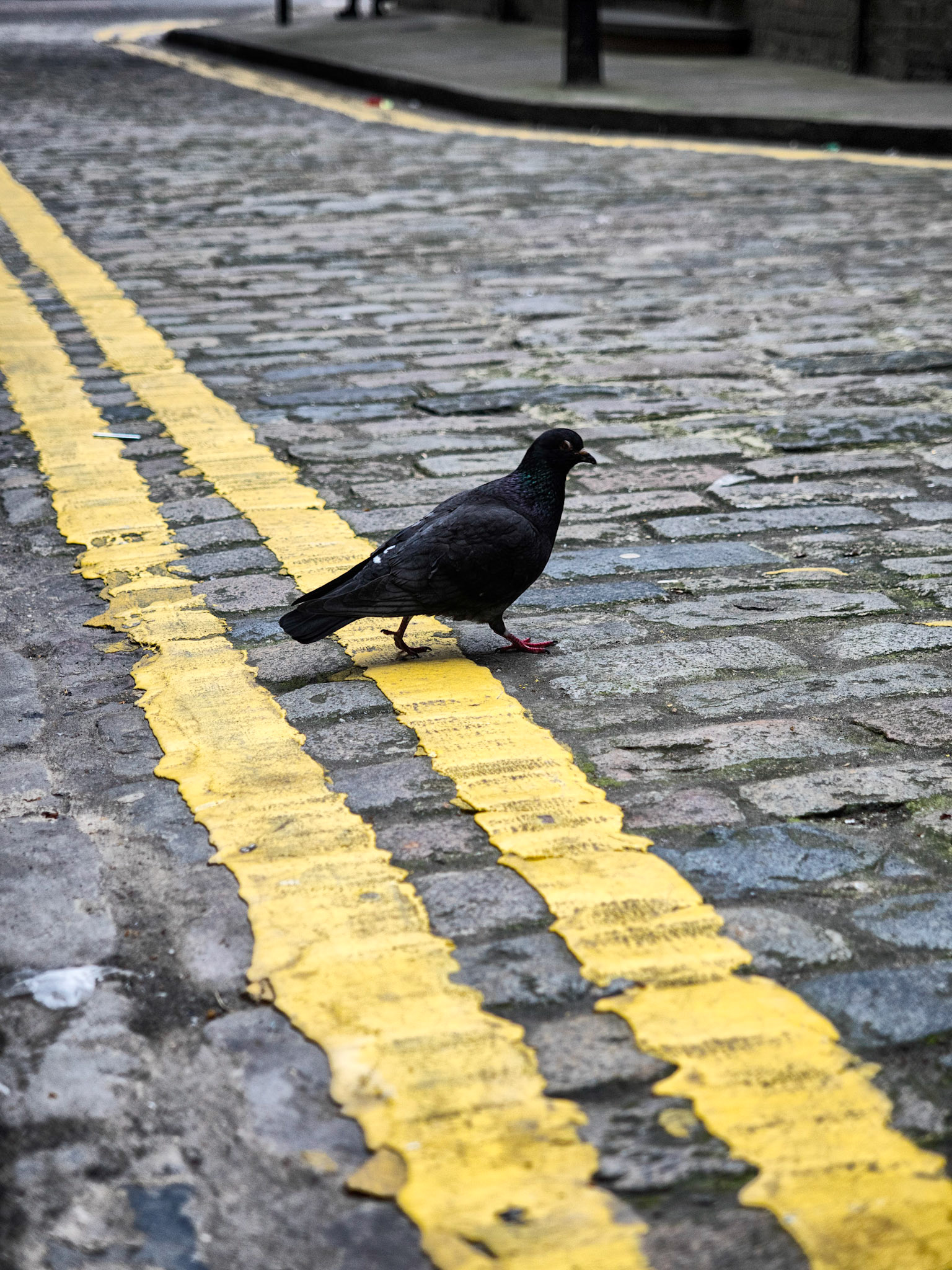 Stool Pigeon in 'The Yard'