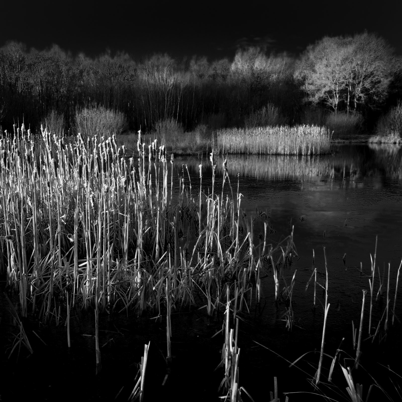 Sun rising through the Bull Rushes