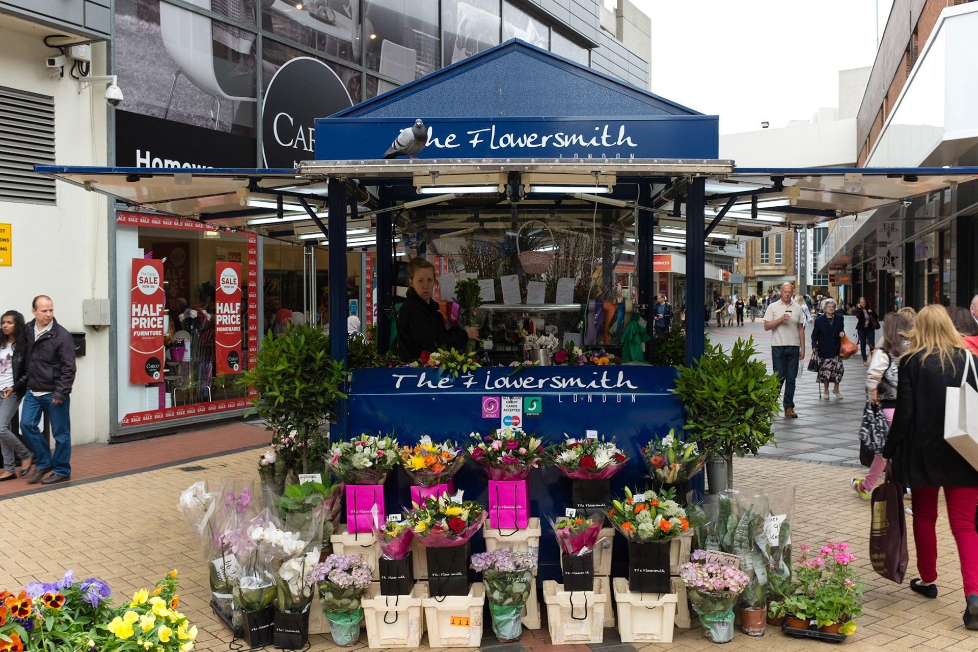 That darn Pidgeon.Back Blip