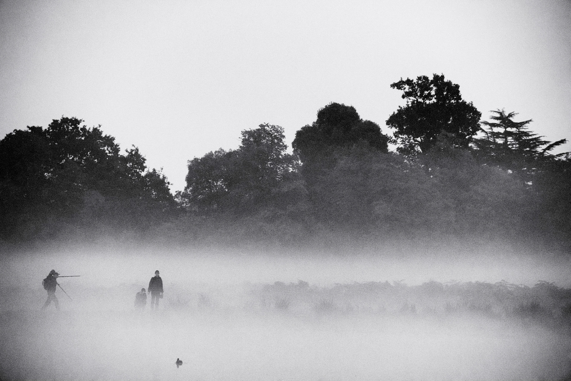 Bushy Park Mist 02 - Stalking