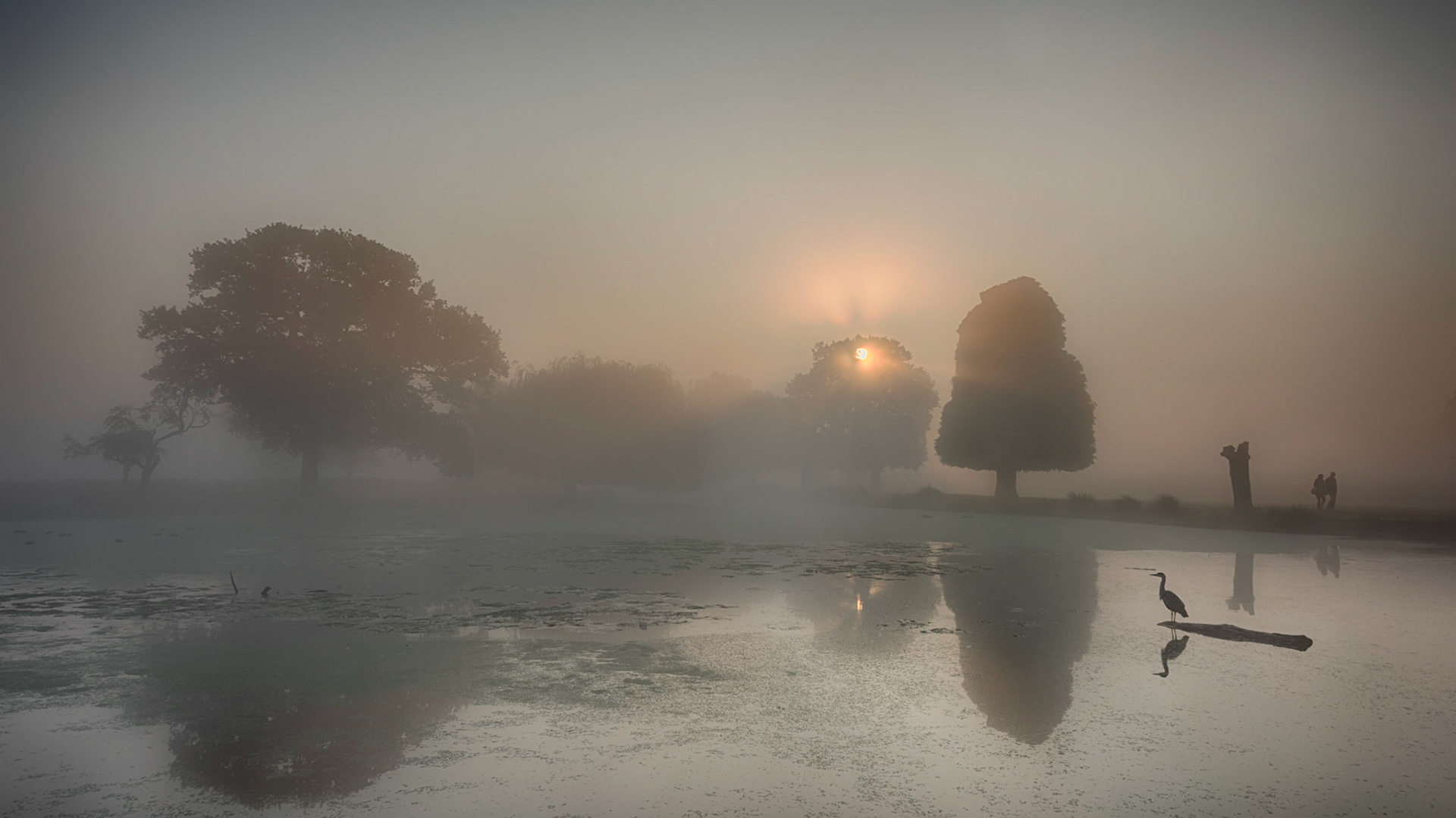 Bushy Mist Halo and Heron