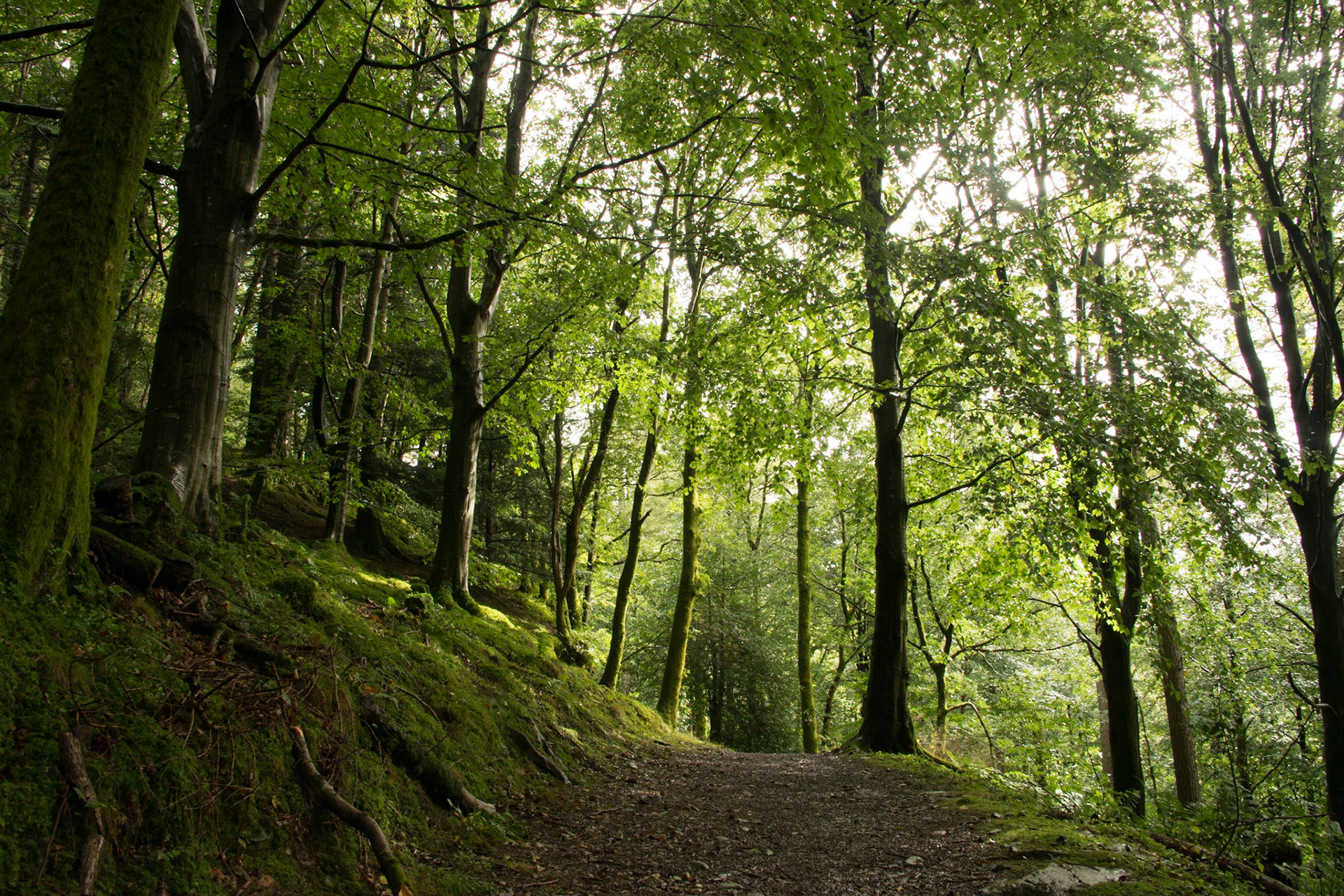 Lanthwaite Wood 1