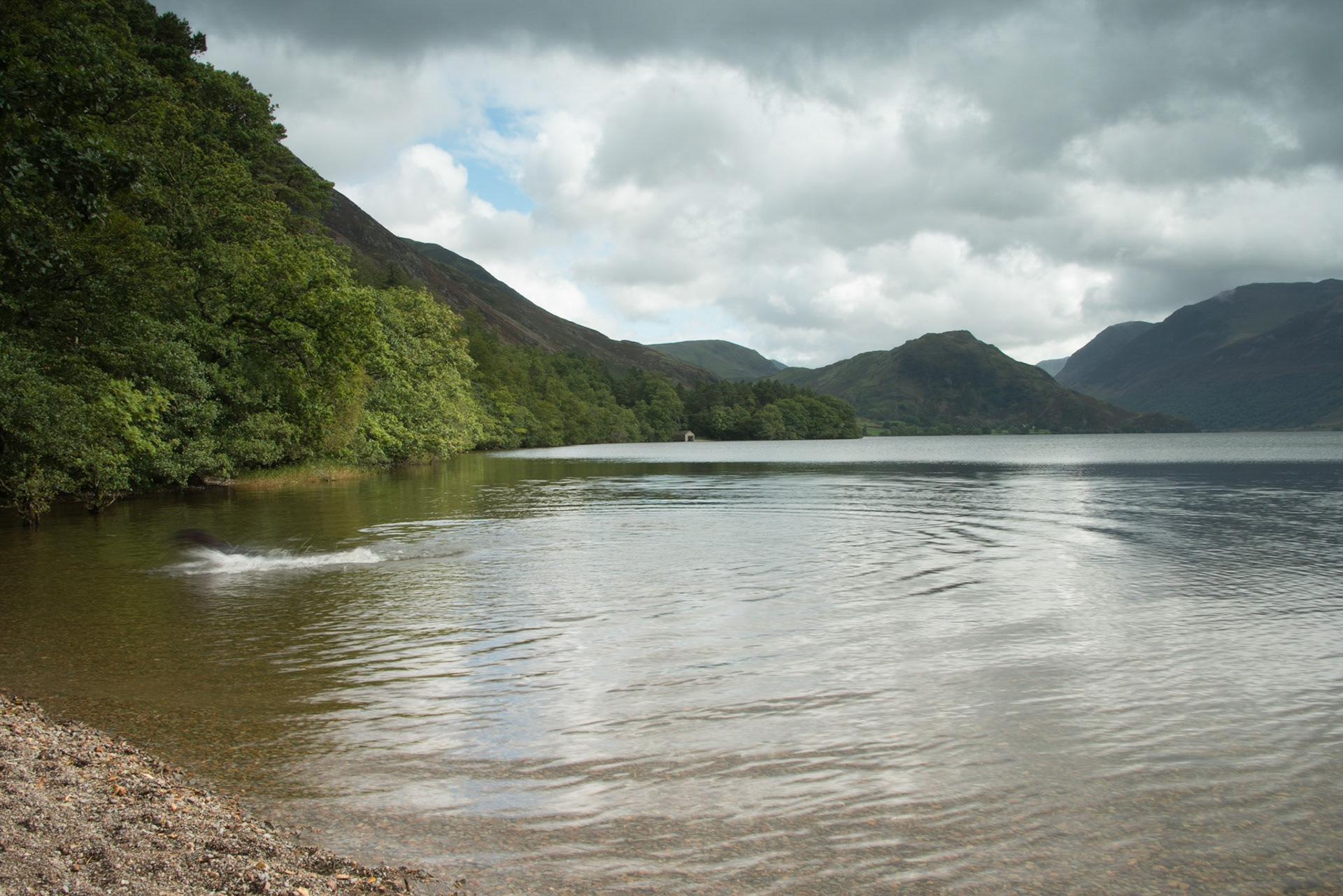 Dog in Crummock Water
