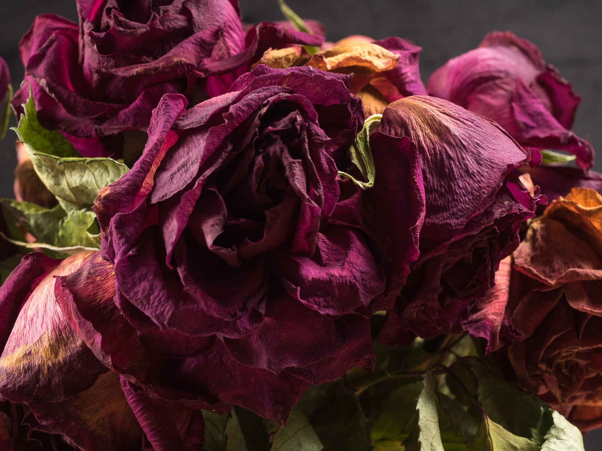 The pre-Christmas roses are a little desiccated