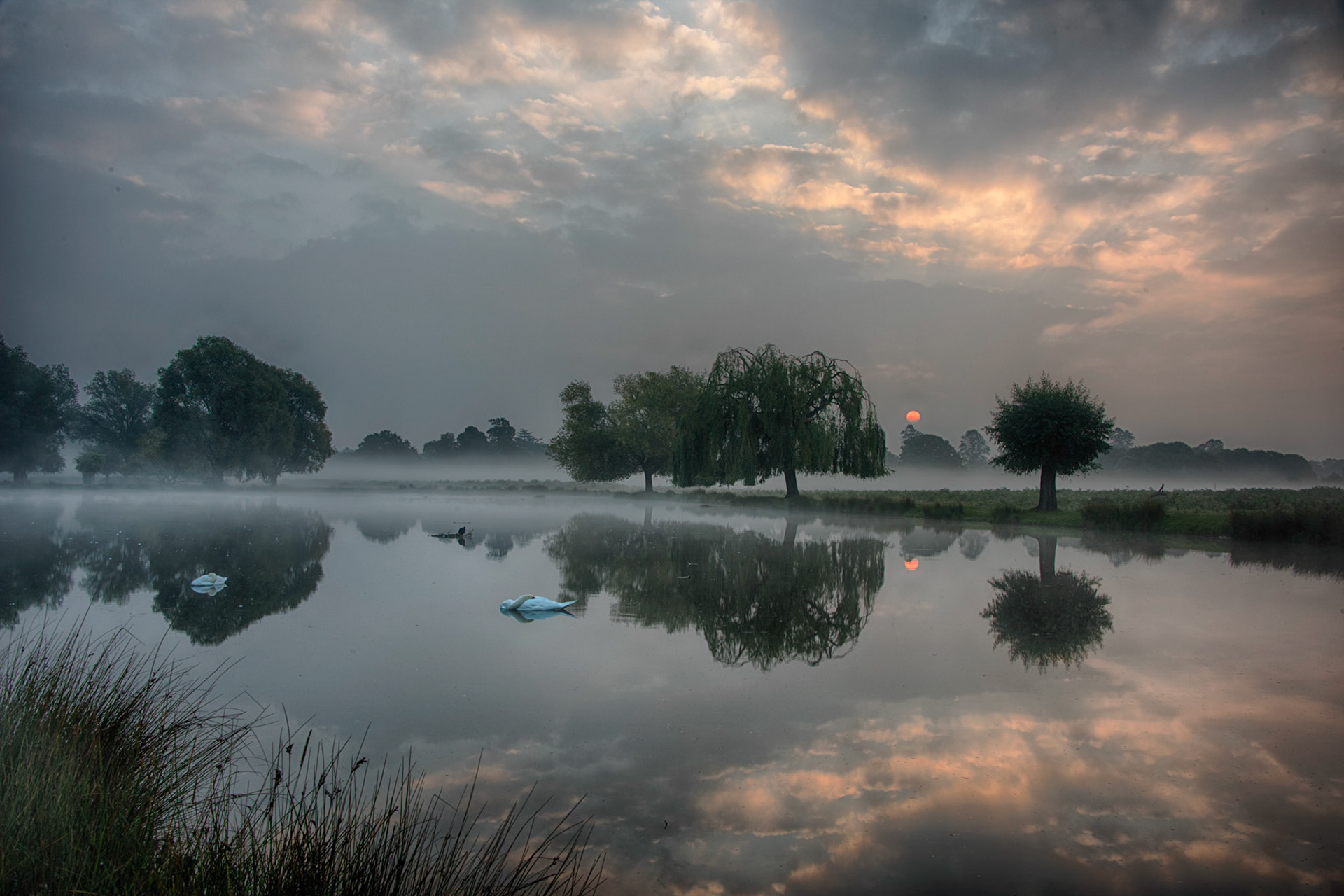 Bushy Park Mist - Sunrise