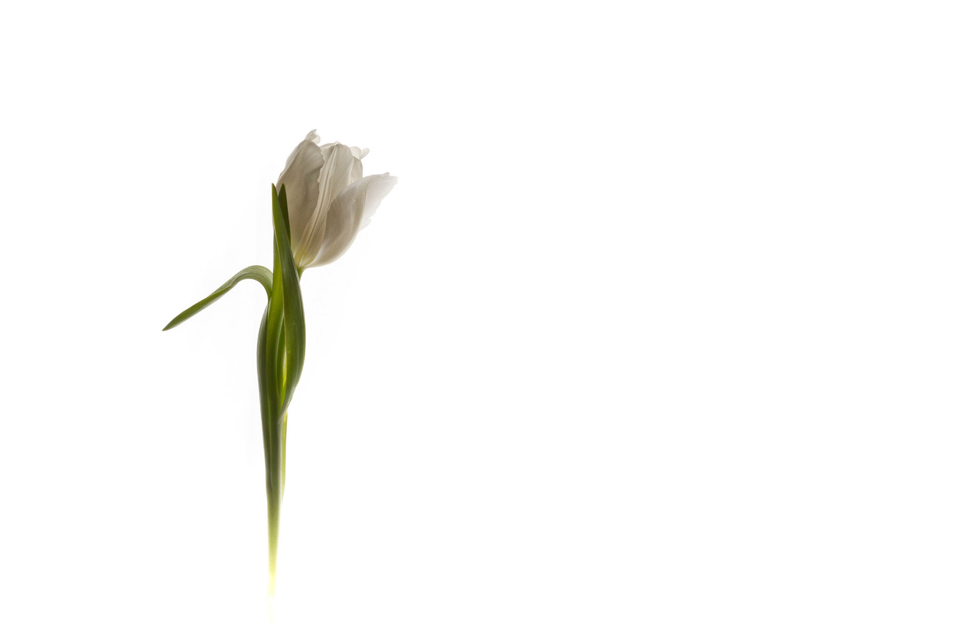 Playing with Studio Falsh, Photoshop, NIK Silver Efx 2 and Tulips