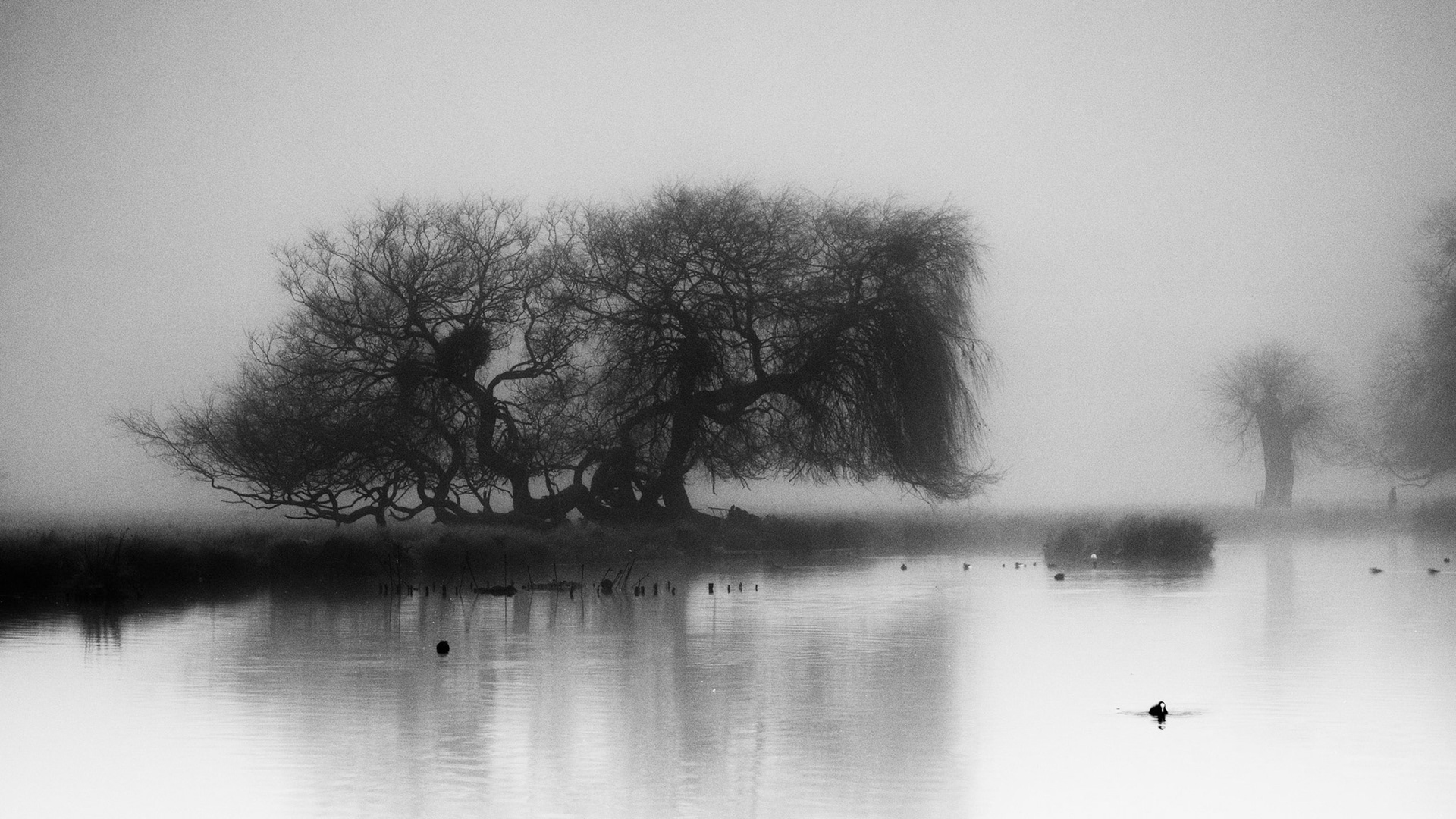 A frosty and foggy morning in Bushy Park