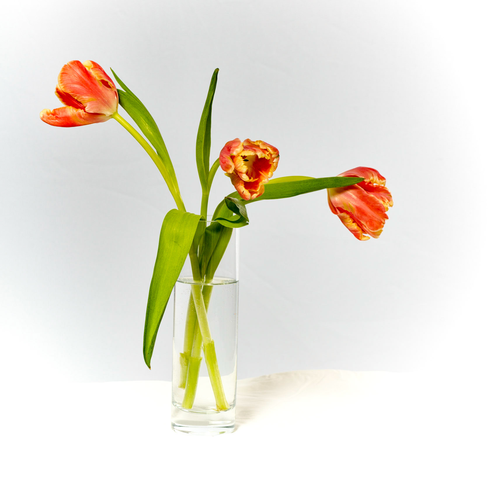 Tulips