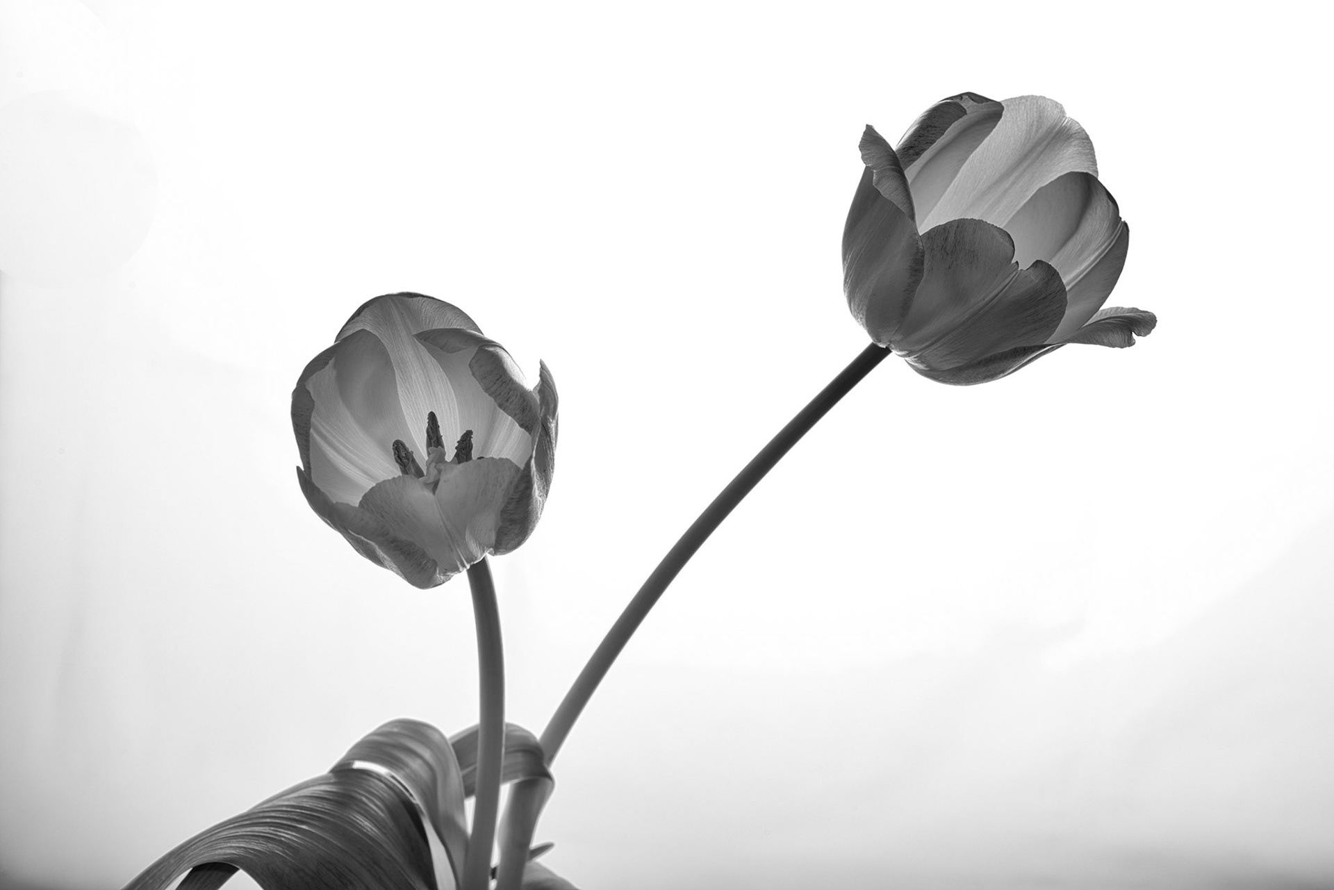 Chez (GeekMeek) was still feeling under the weather today so I broke out the big lights so that we could play indoors.I think her shot is better, but still...