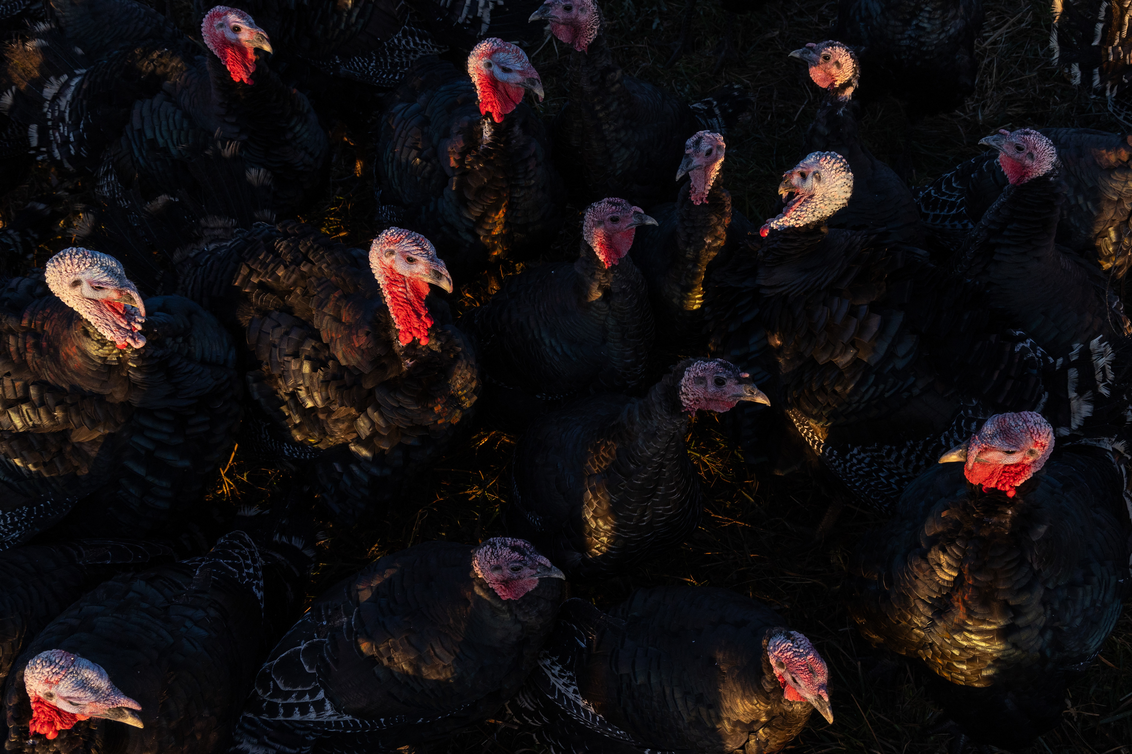 Bronze turkeys roam in a fenced grassy area before being fed, Friday, Nov. 14, 2025, at All Grass Farms in Dundee, Illinois. All Grass Farms has about 300 Bronze turkeys that are moved throughout the property and fed in different locations to improve their quality of life. (Dominic Di Palermo/Chicago Tribune)