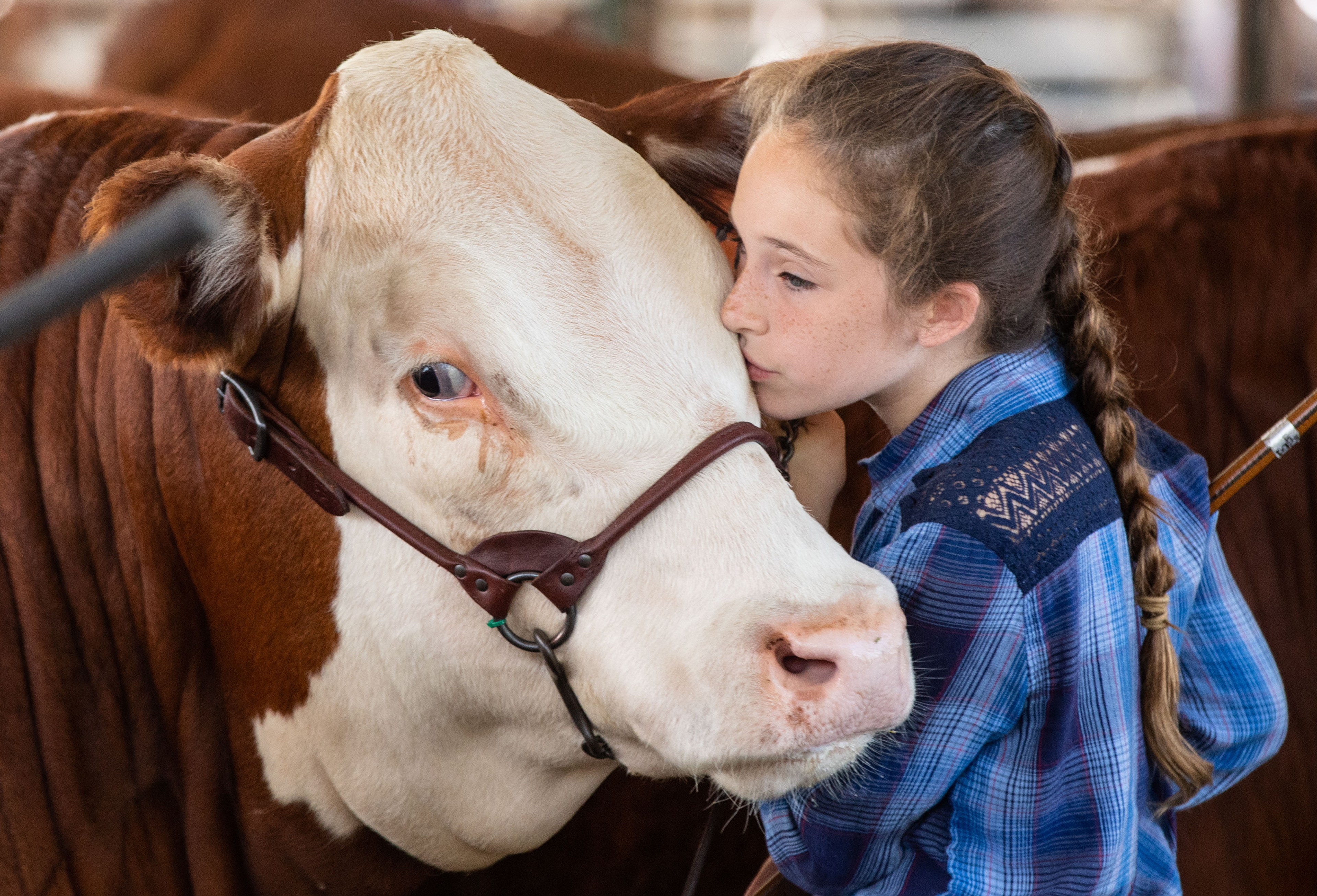 Grace Bauer, 10, kisses her cow during the 4-H beef show at the 75th Anniversary of the McHenry County Fair in Woodstock, Ill. on Thursday, August 3, 2023. 