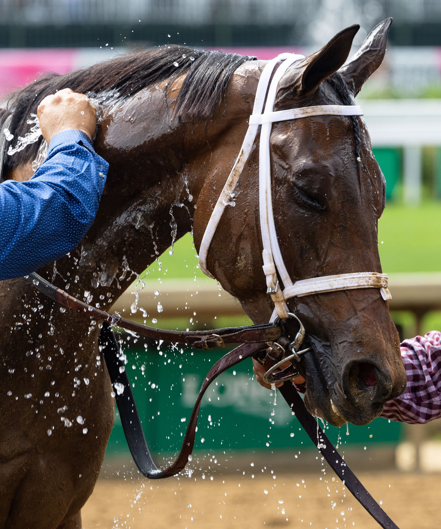 Horse caretakers cool down a race horse after a race on the day of the 151st running of the Kentucky Oaks horse at Churchill Downs in Louisville, Ky. on Friday, May 2, 2025.