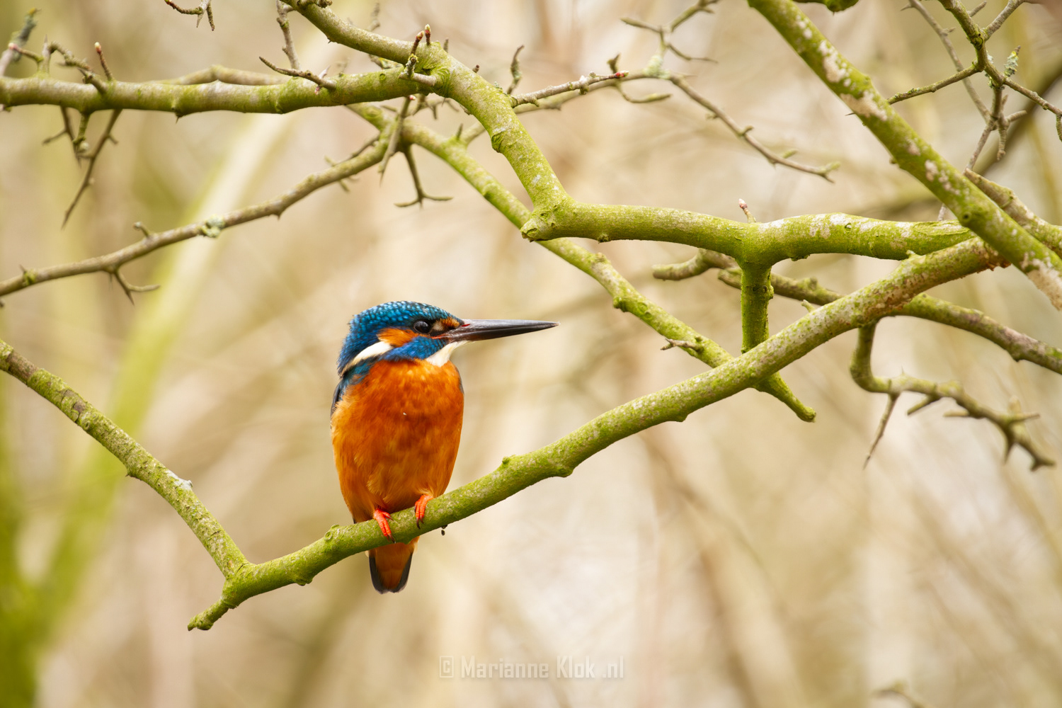 IJsvogel