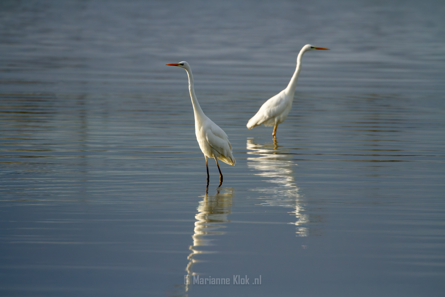 Grote Zilverreiger