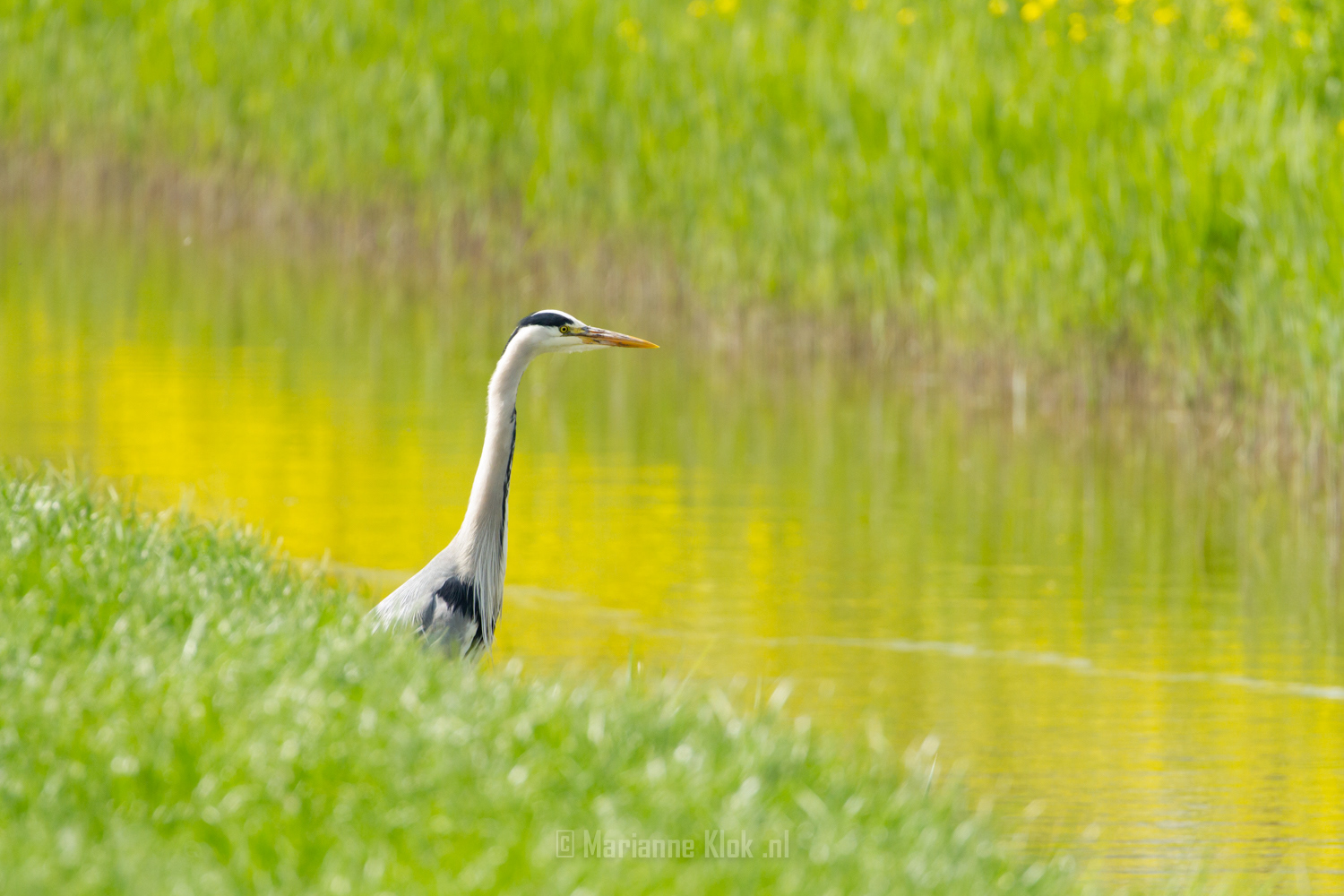 Blauwe Reiger