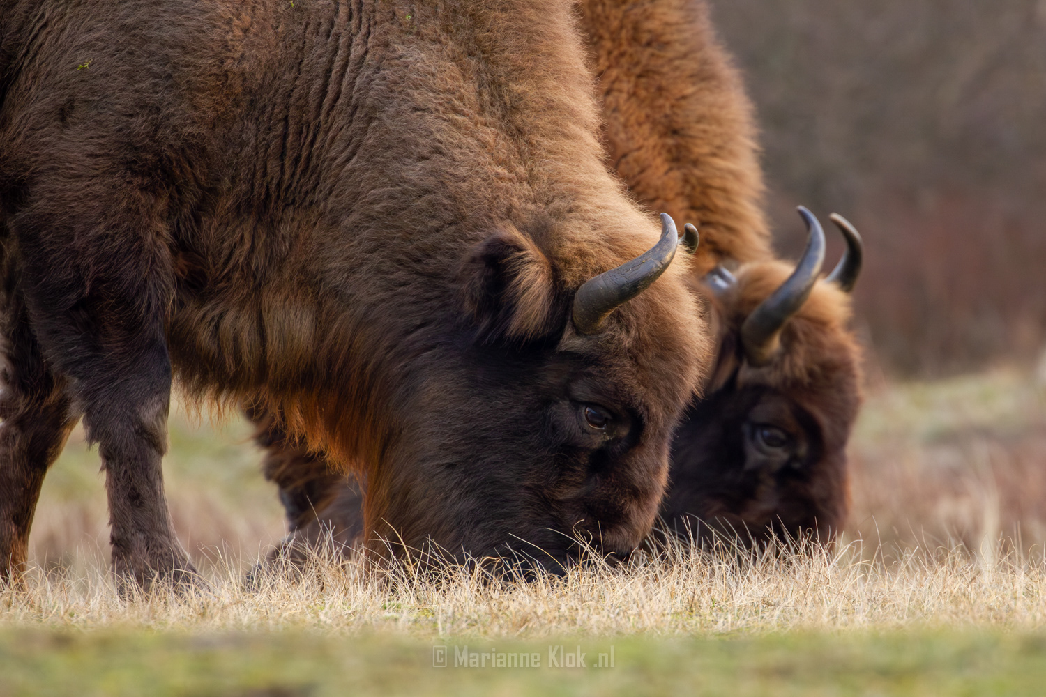 Europese Bison