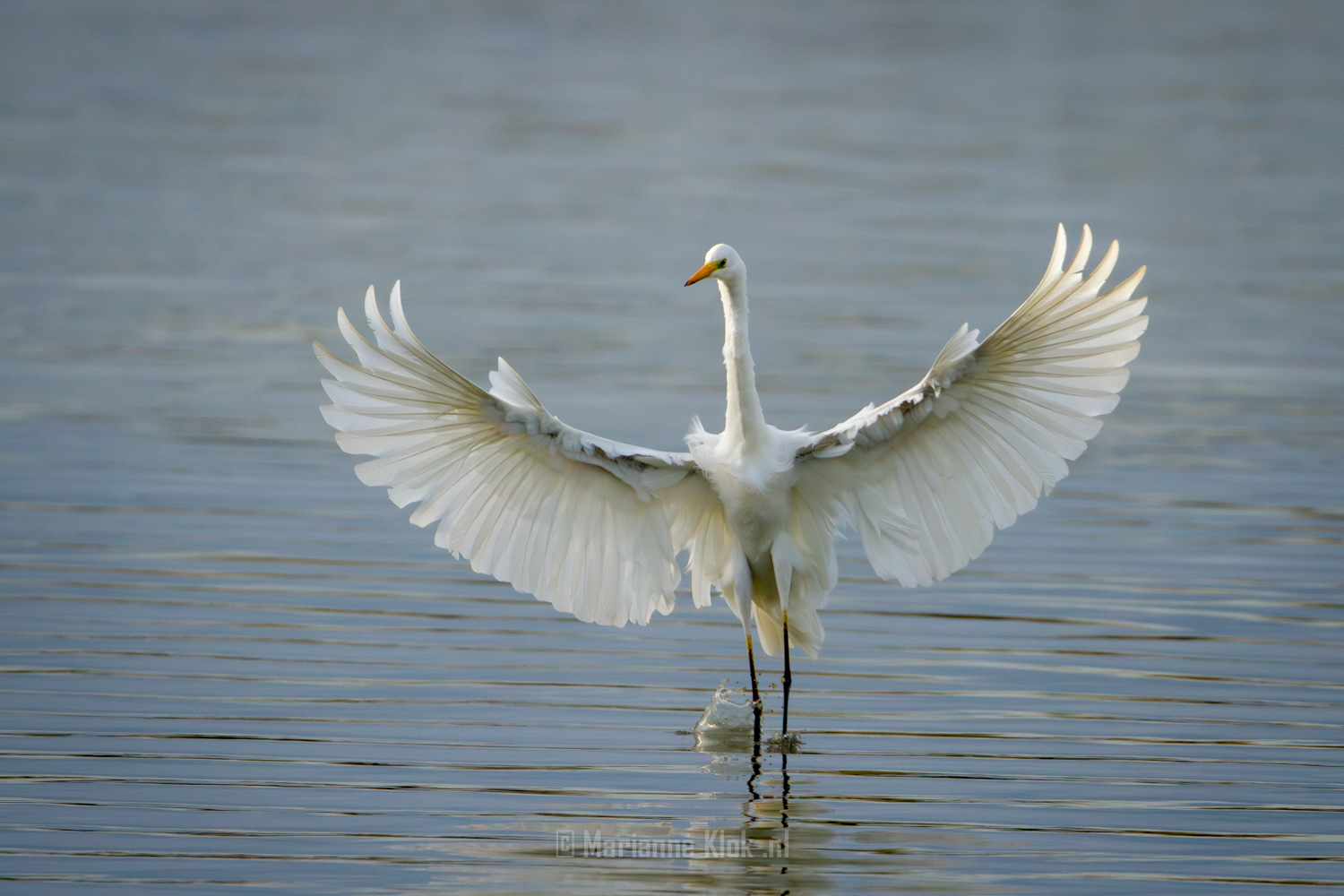 Grote Zilverreiger