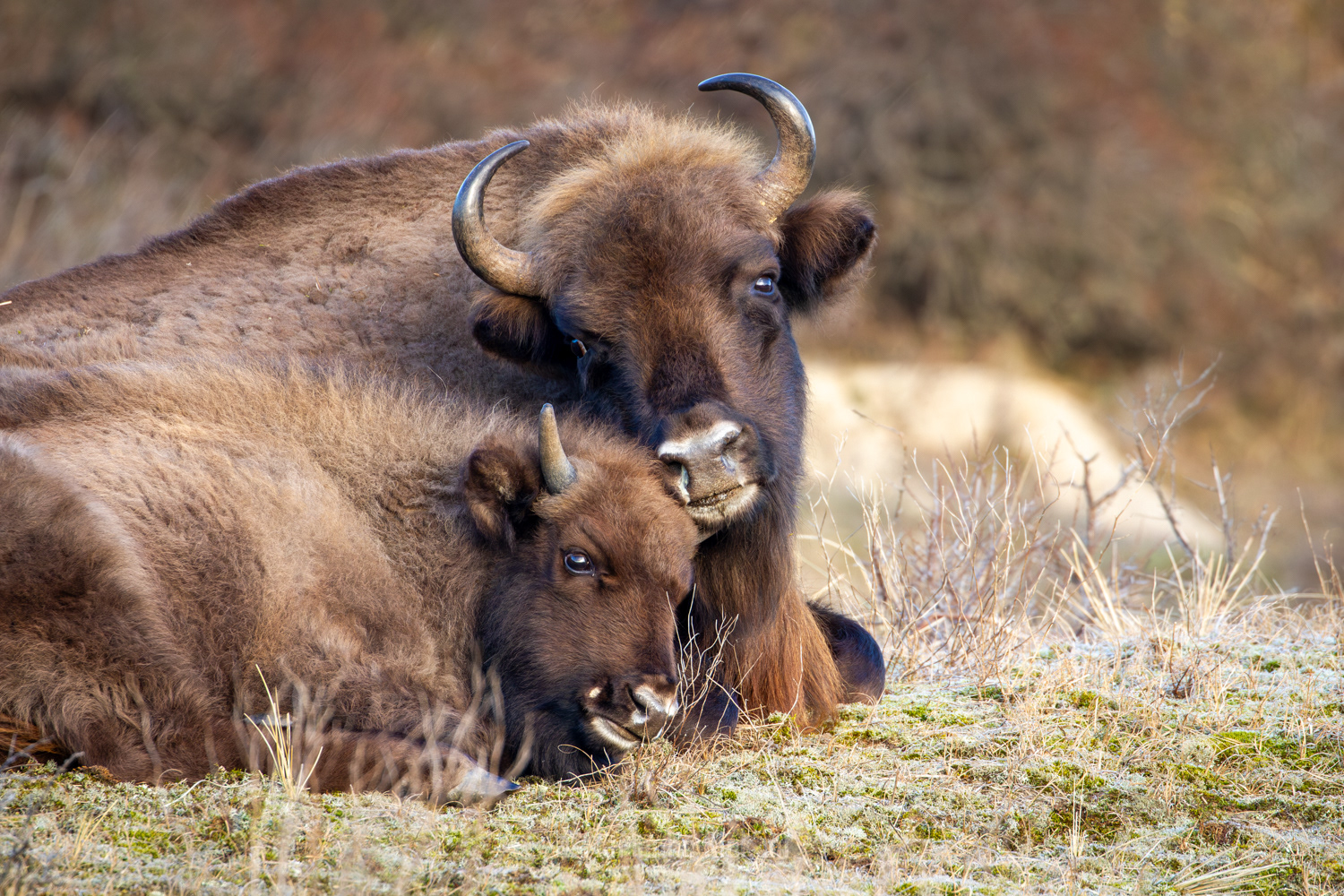 Europese Bison
