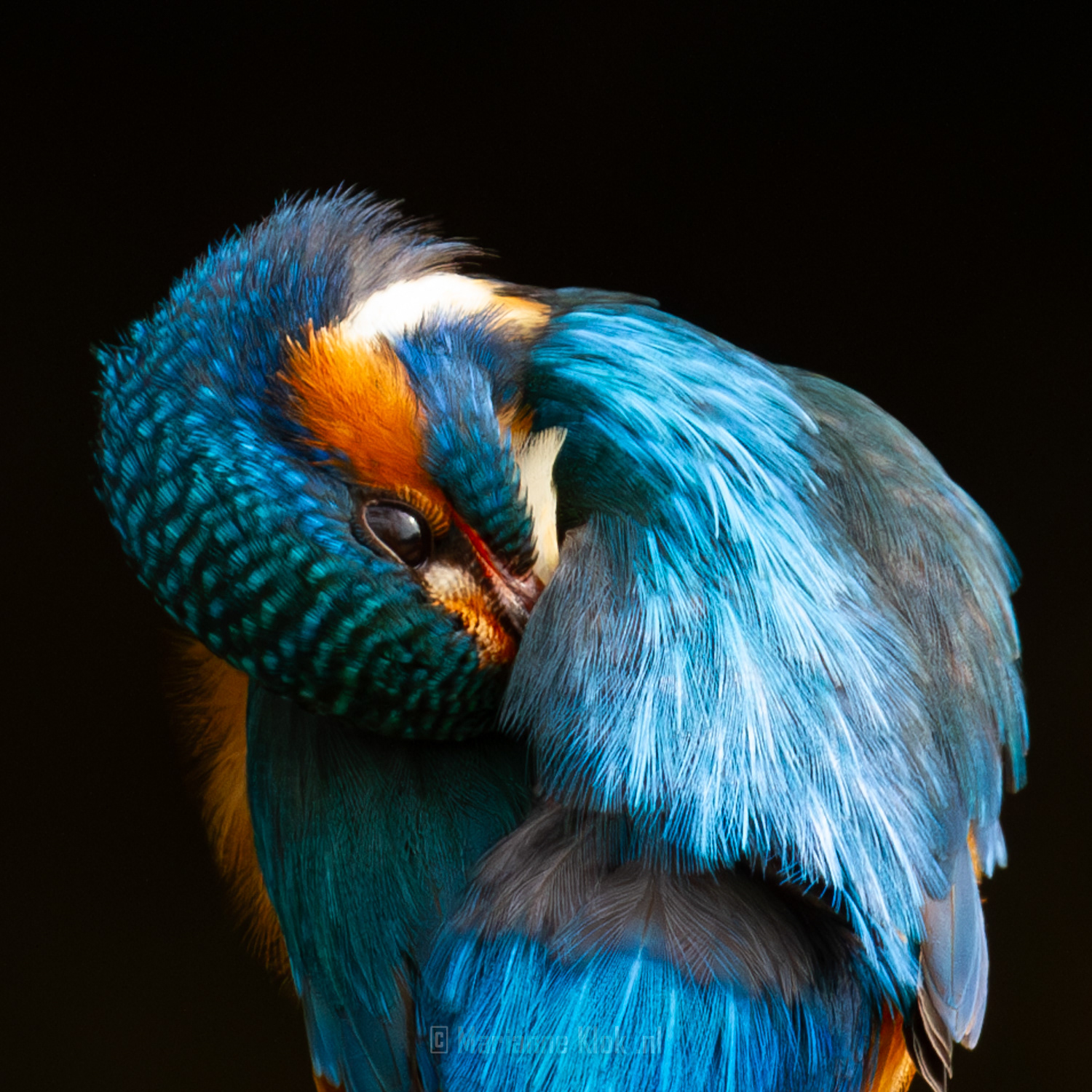 IJsvogel