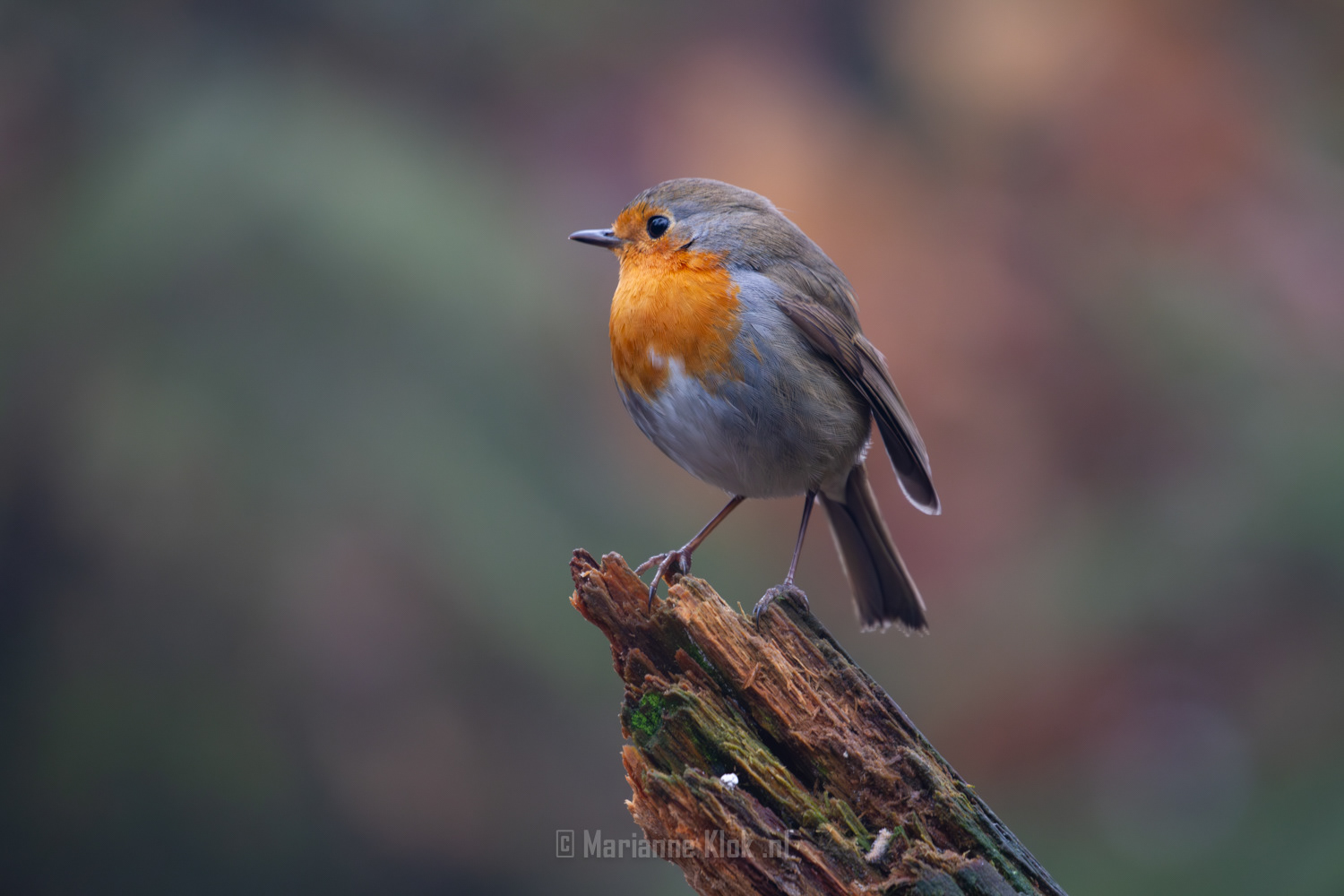 Roodborst