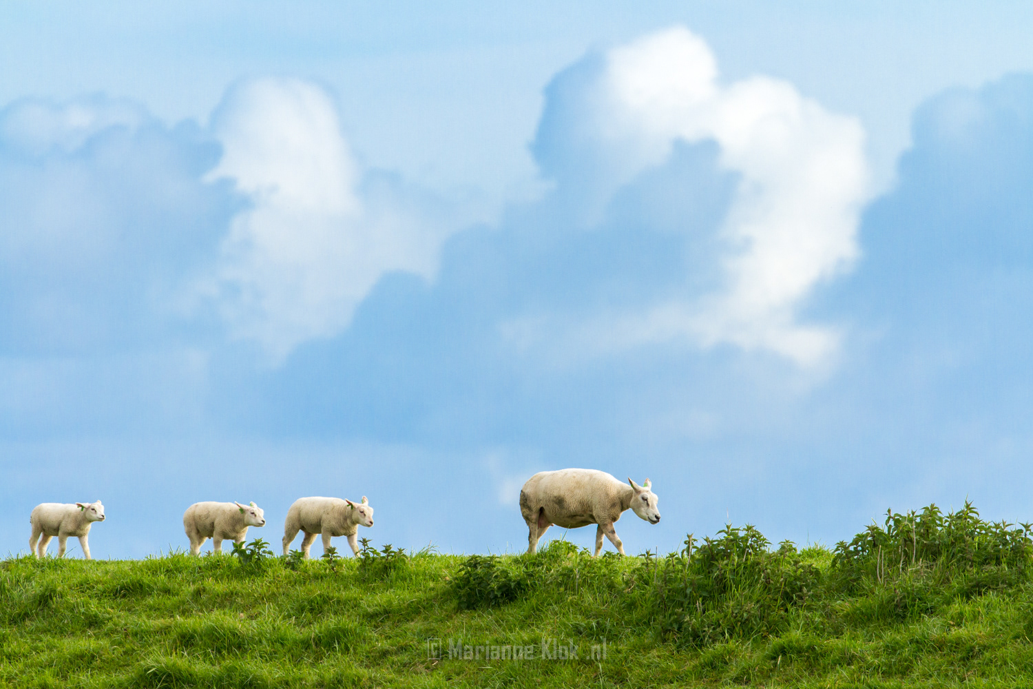 Schaap