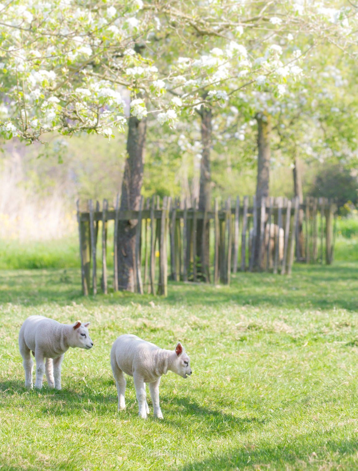 Schaap