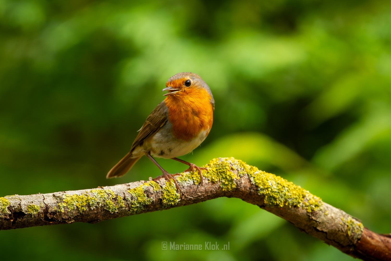 Roodborst