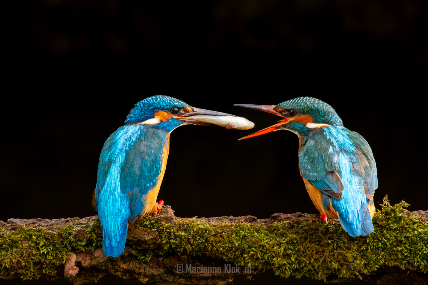IJsvogel