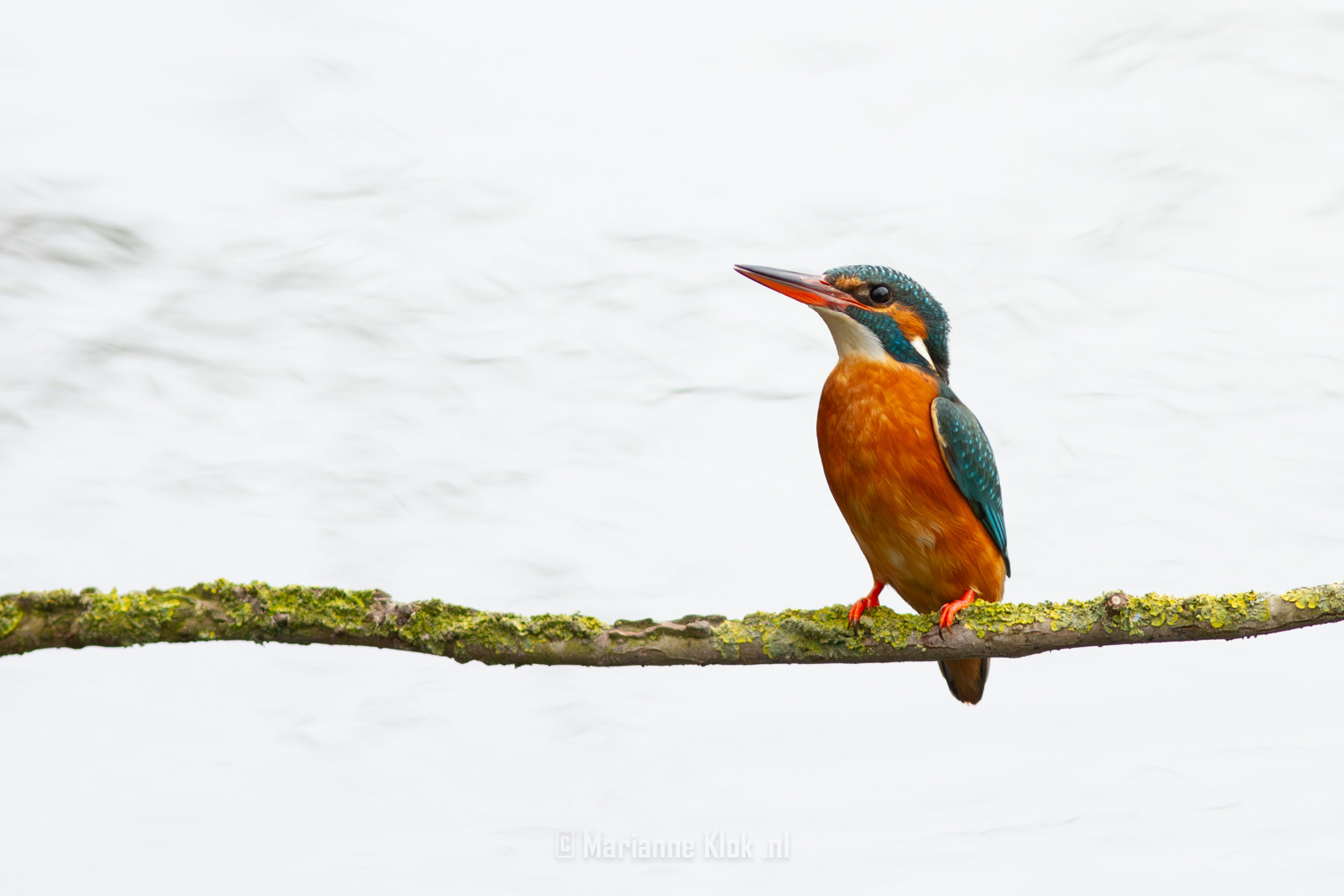 IJsvogel