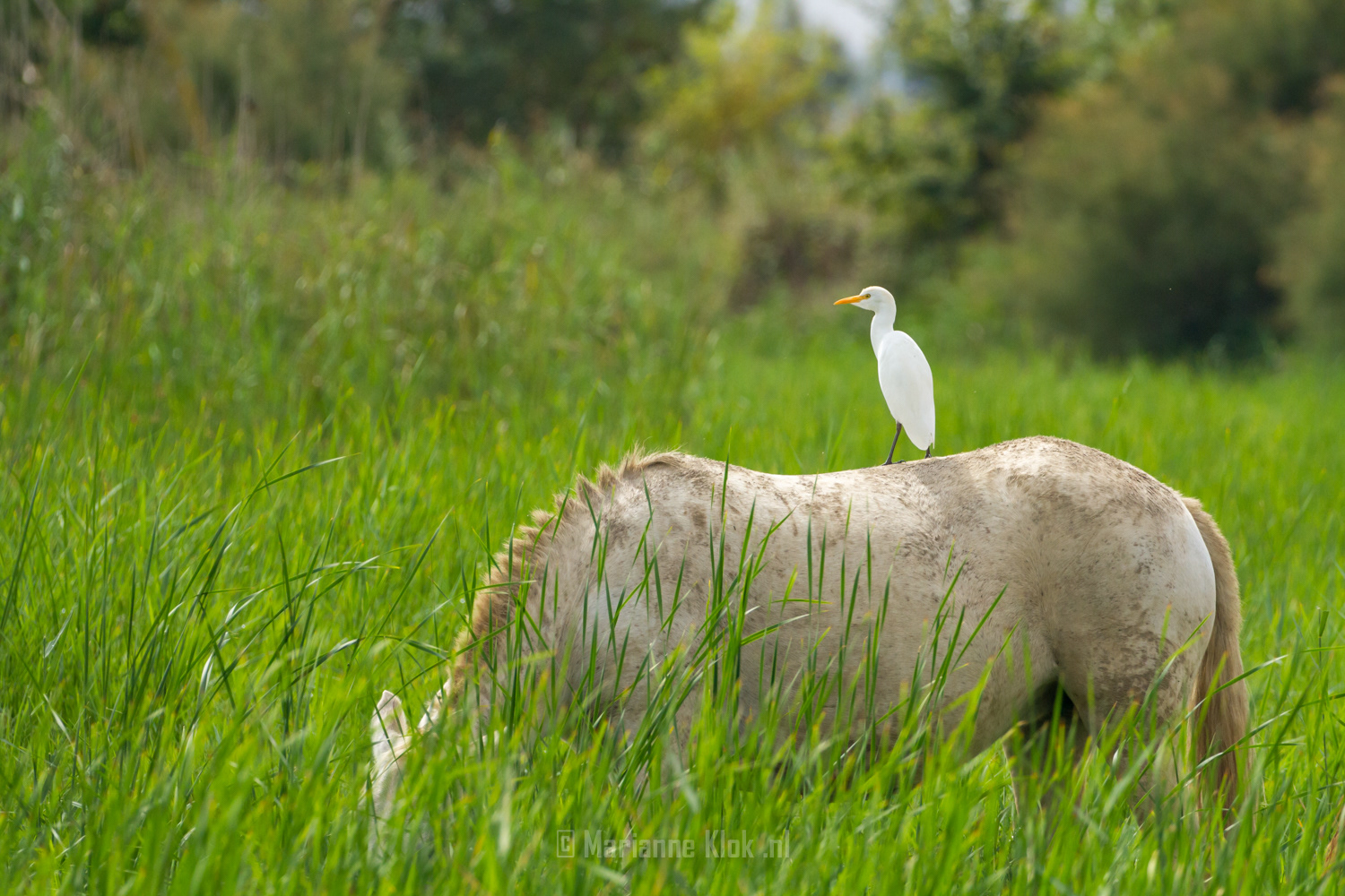 Koereiger