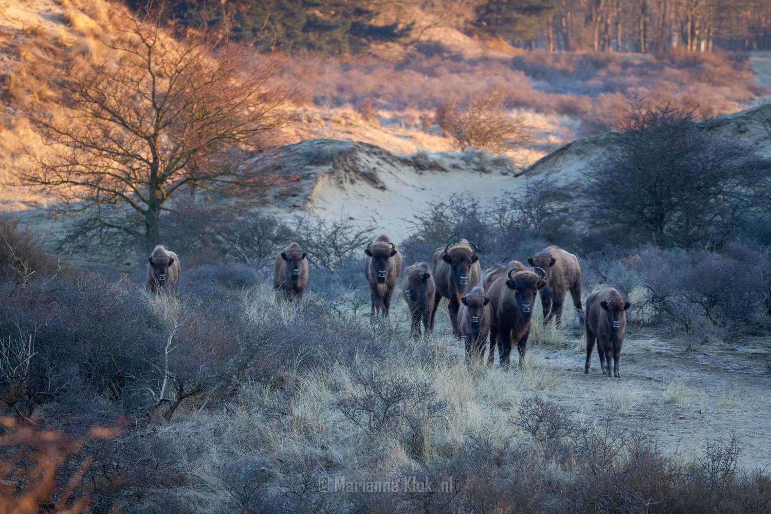 Europese Bison