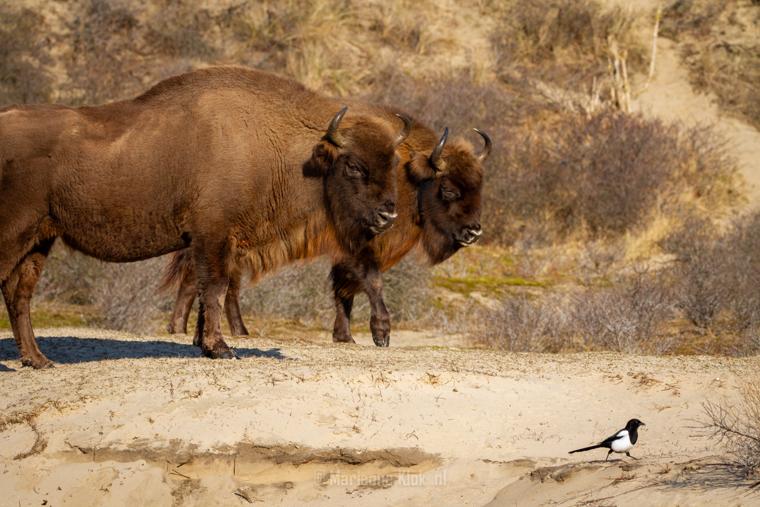 Europese Bison